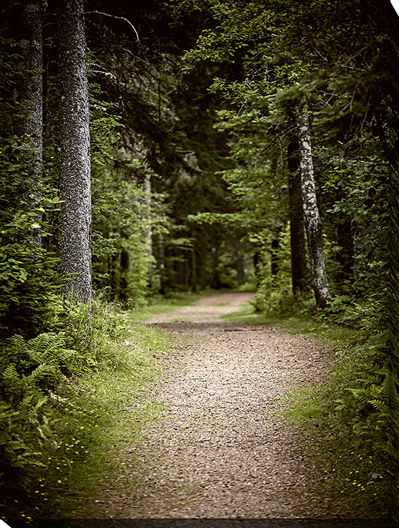 Forest Path I